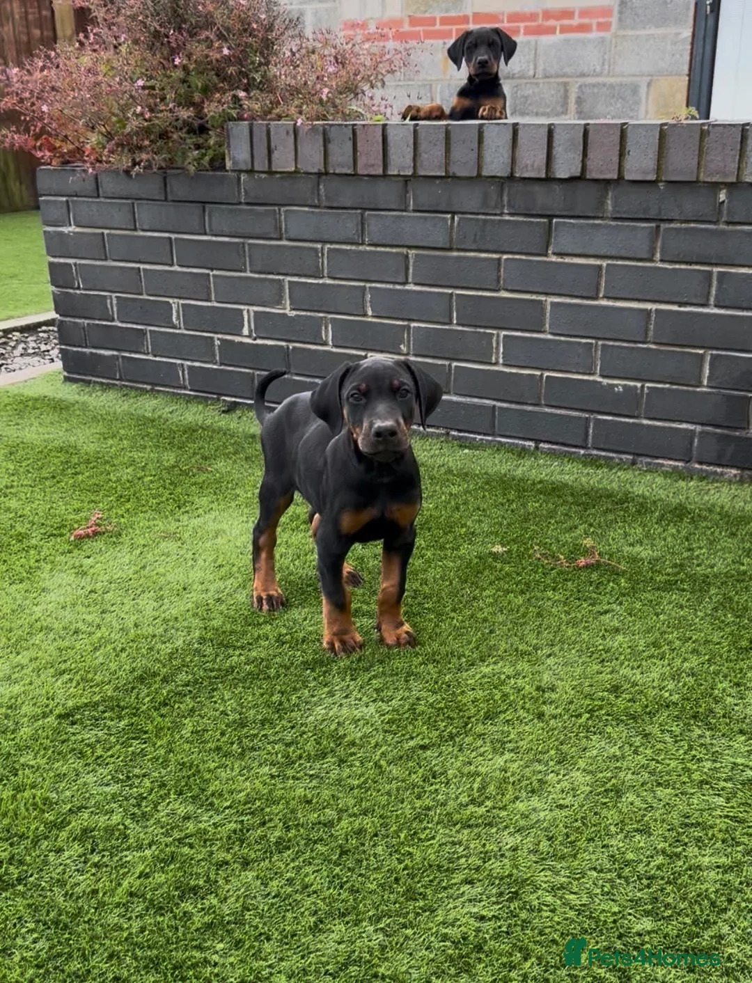 Dobermann dogs for sale: Health tested parents, Doberman puppies available. - Advert 2