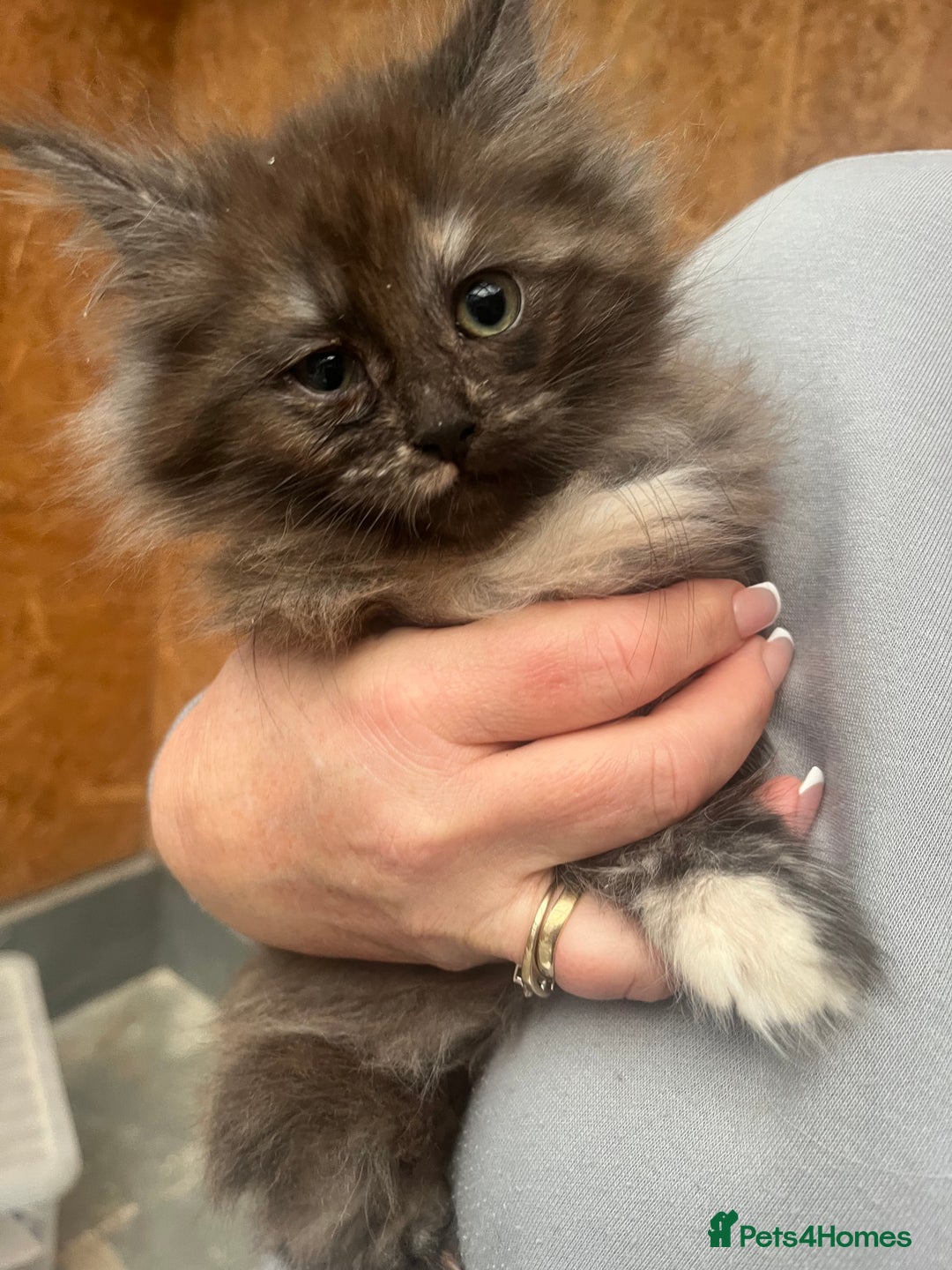 Maine Coon cats for sale: Maine coon kittens Ready For Their New Homes  - Advert 6