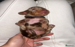 Miniature Dachshund dogs for sale: Kc true miniature dachshund  - Image 10