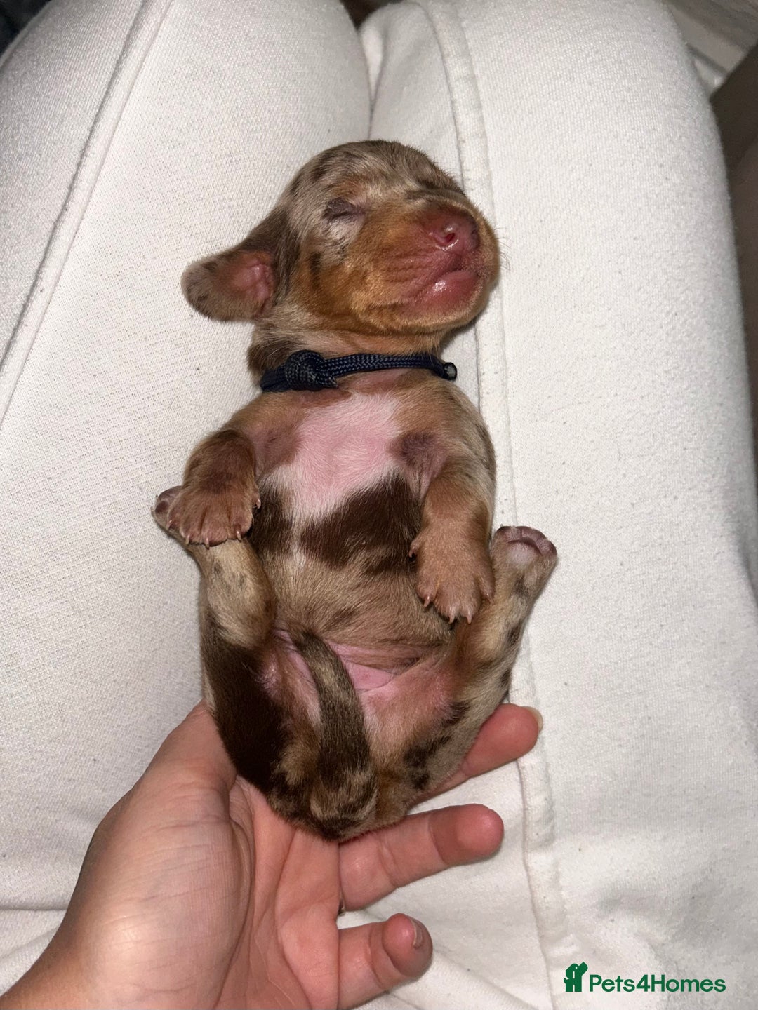 Miniature Dachshund dogs for sale: Kc true miniature dachshund  - Image 10