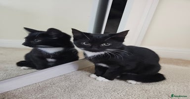Mixed Breed cats - Advert 10