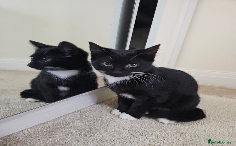 Mixed Breed cats - Advert 10
