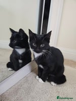 Mixed Breed cats - Advert 1