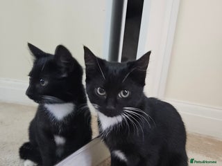 Mixed Breed cats - Advert 13