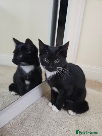 Mixed Breed cats - Advert 9