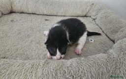 British Shorthair cats for sale: 3 kittens  - Image 5