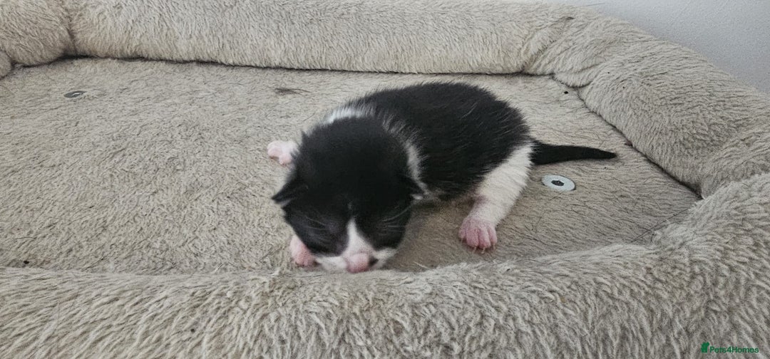 British Shorthair cats for sale: 3 kittens  - Image 5