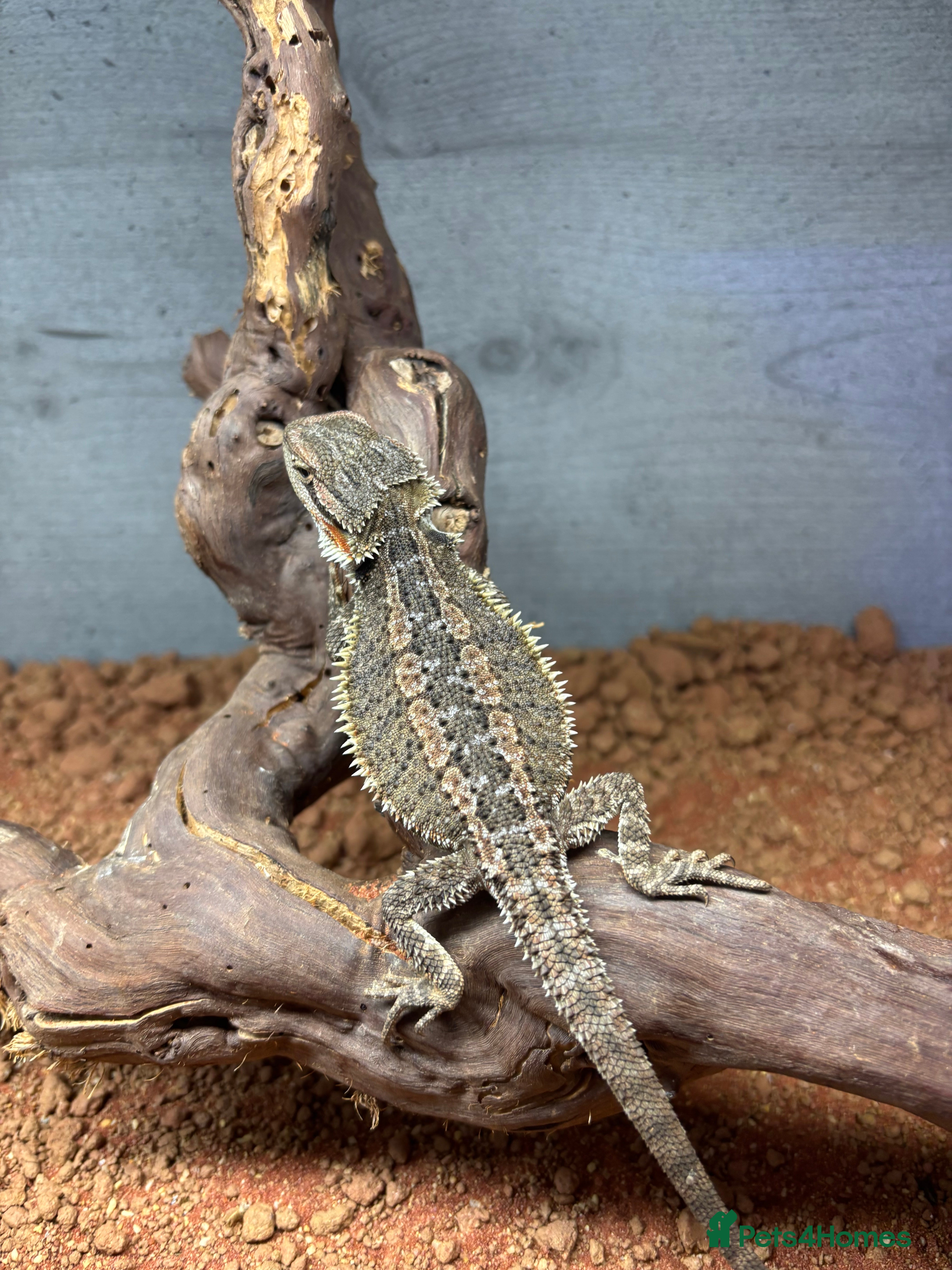 Bearded Dragon reptiles FEMALE Gstripe bearded dragon  - Advert 2