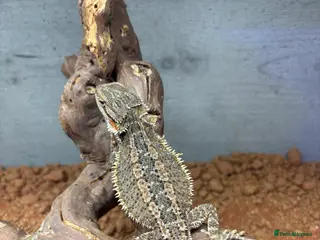 Bearded Dragon reptiles FEMALE Gstripe bearded dragon - Advert 1