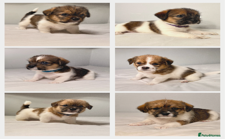 Mixed Breed dogs - Advert 1