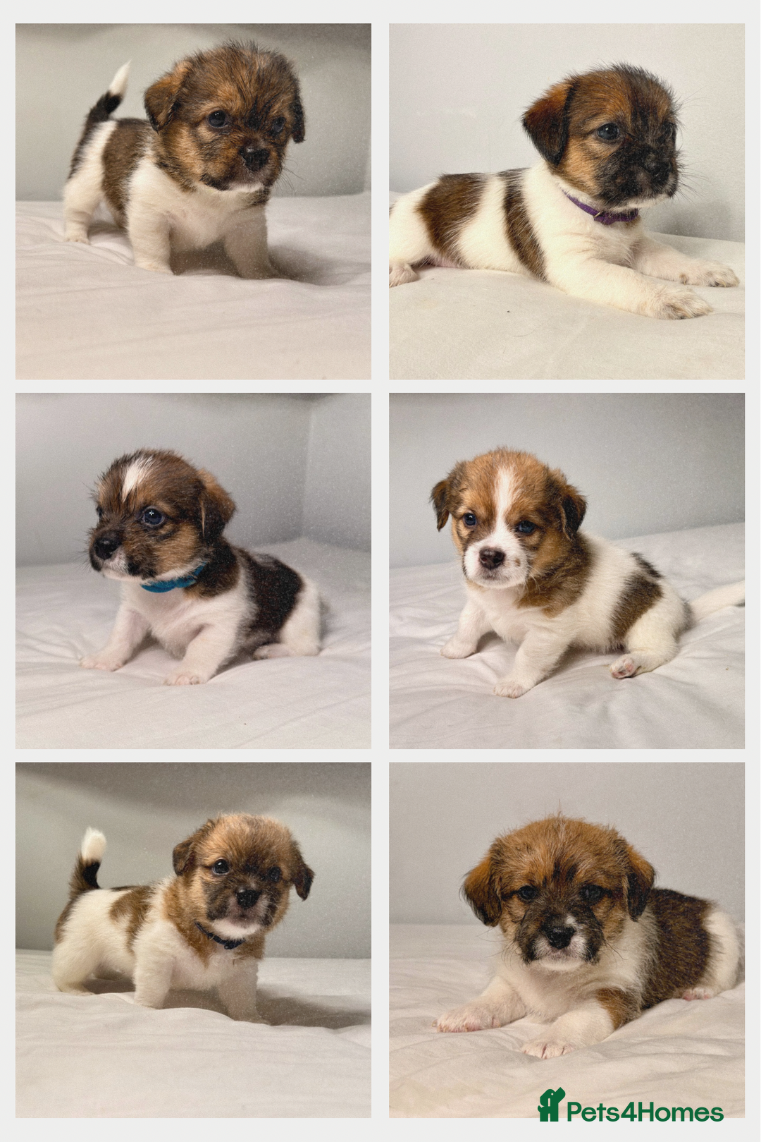 Mixed Breed dogs for sale: Stunning Jack tzu puppies. Jack Russell x Shih Tzu - Image 1