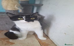 Domestic Shorthair cats for sale: Gorgeous kittens  - Image 8