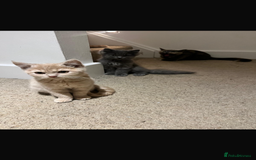 Mixed Breed cats for sale: Persian x Russian blue & British shorthair - Image 22