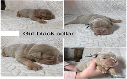 Old Tyme Bulldog dogs for sale: beautiful olde tyme bulldog puppies  - Advert 8