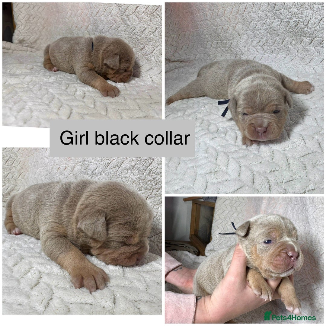 Old Tyme Bulldog dogs for sale: beautiful olde tyme bulldog puppies  - Advert 8