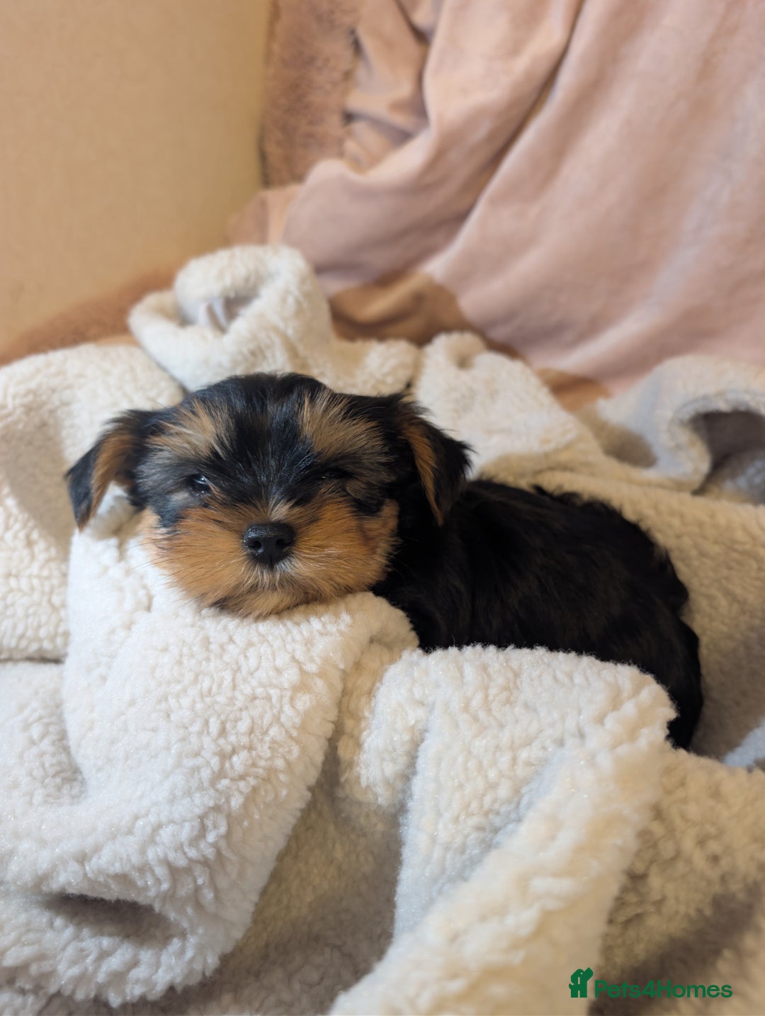 Yorkshire Terrier dogs for sale: Yorkshire Terriers ready for new home  - Advert 3