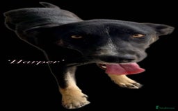 Mixed Breed dogs for adoption: Harper, 18 months. Available for adoption. - Image 15