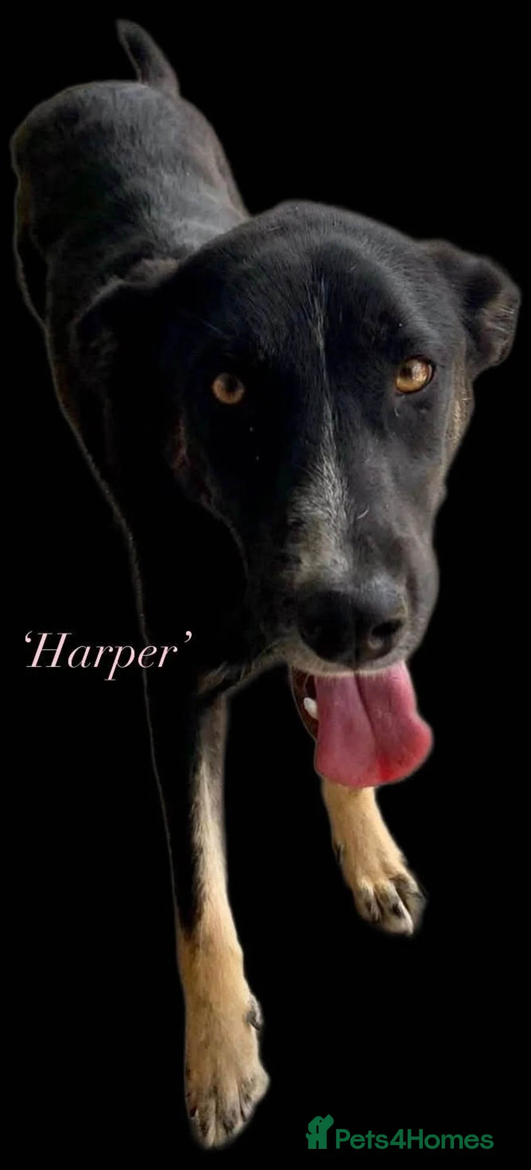 Mixed Breed dogs for adoption: Harper, 18 months. Available for adoption. - Advert 15