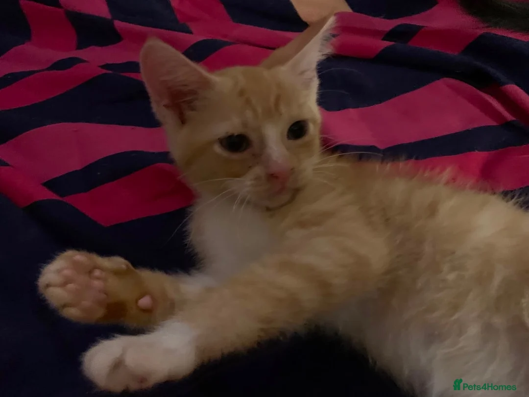 Mixed Breed cats for sale: Ragdoll Shpynx kittens - Advert 7