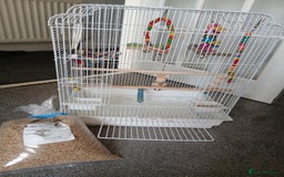 Budgerigars birds for sale: Male budgie (baby blue + white) - Image 3