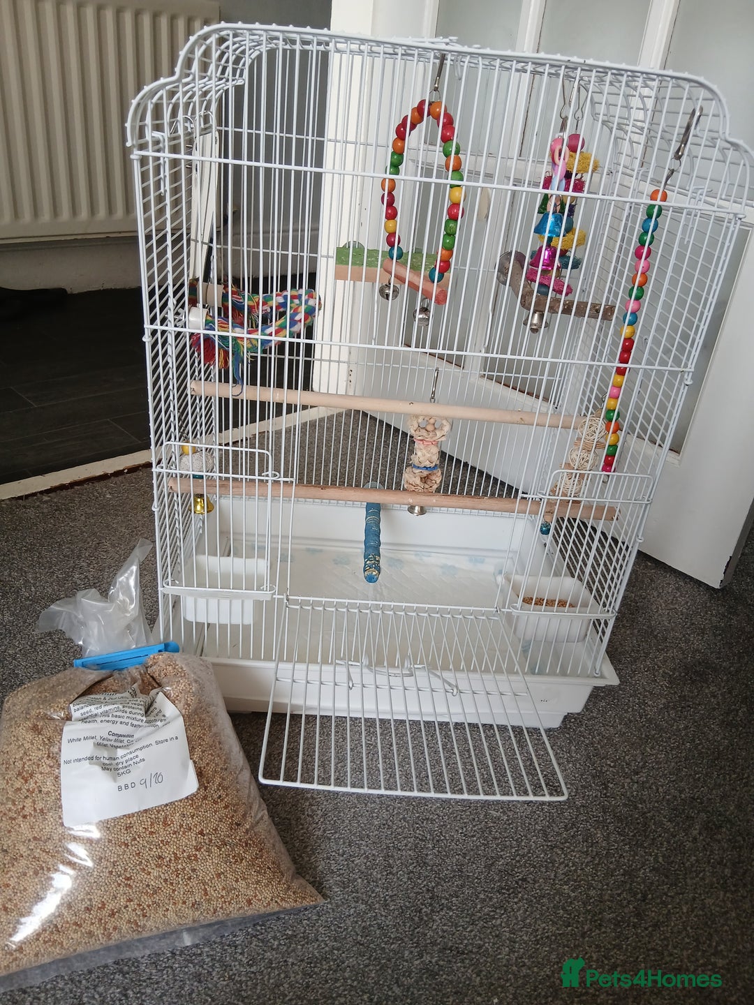 Budgerigars birds for sale: Male budgie (baby blue + white) - Image 3