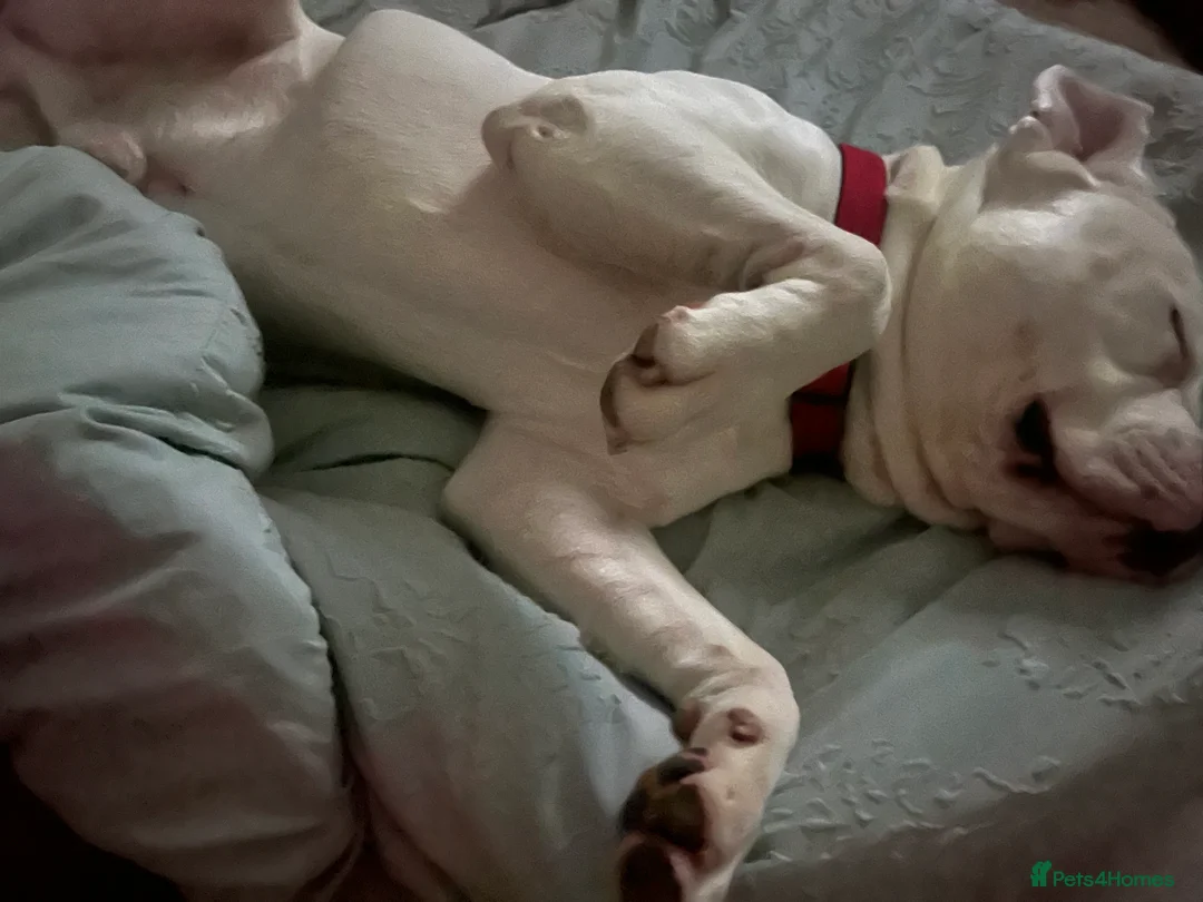 American Bulldog dogs for stud: My beautiful white American bulldog  - Advert 4