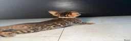 Bengal cats for sale: Bengal Male Kittens  - Advert 9