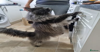 Maine Coon cats in Glasgow - Advert 14