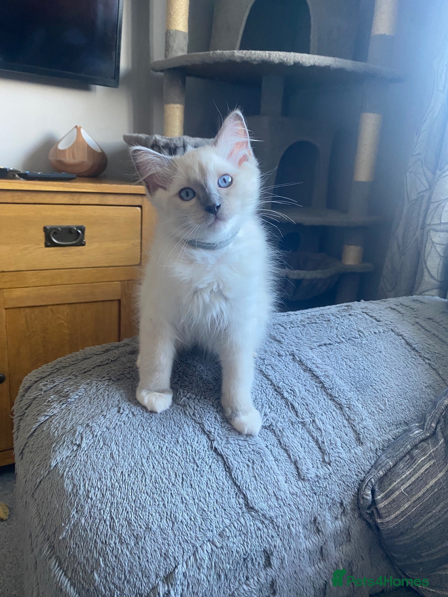 Ragdoll cats Beautiful male ragdoll’s gccf registered  - Advert 1