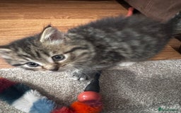 Mixed Breed cats for sale: Kittens  - Image 1
