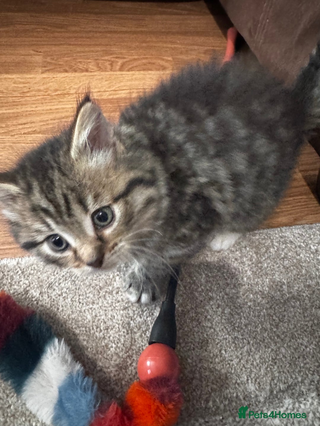 Mixed Breed cats for sale: Kittens  - Image 1