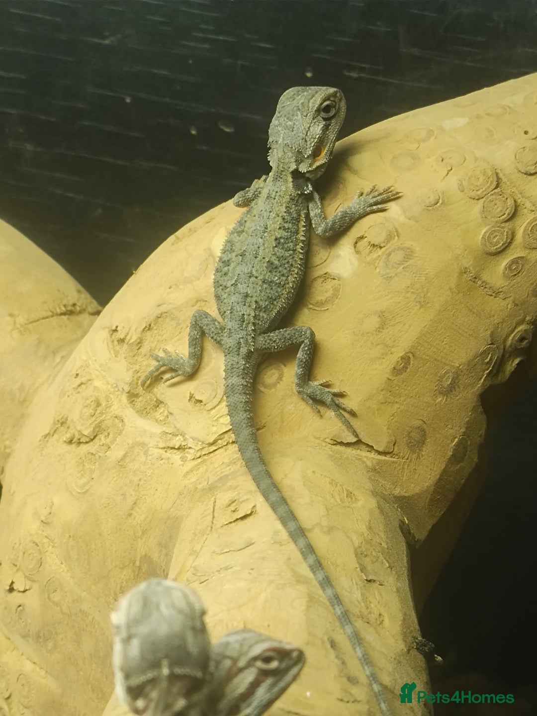 Bearded Dragon reptiles for sale: Baby bearded dragons £50 - Image 3