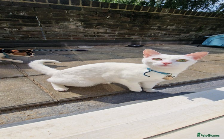 Mixed Breed cats - Advert 11