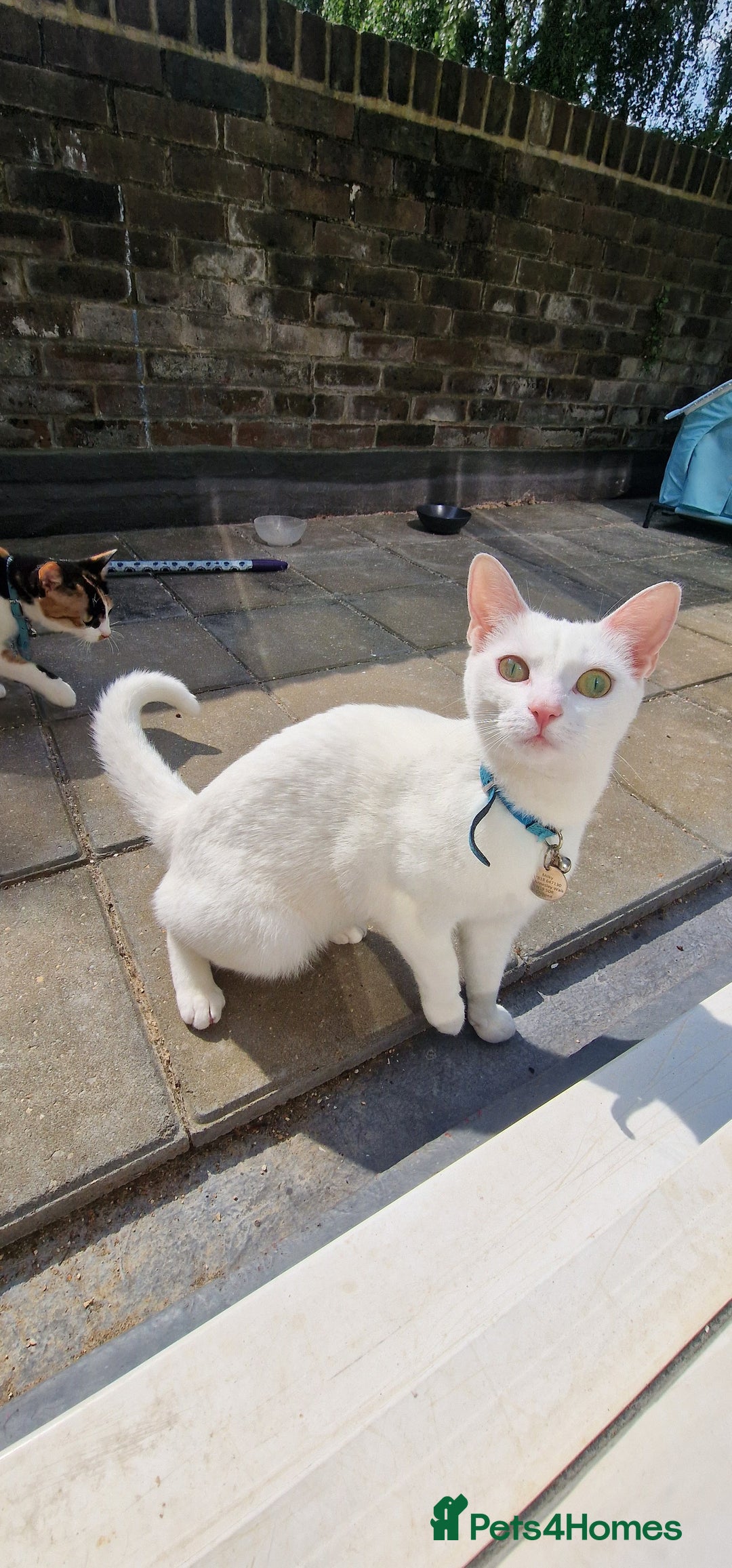 Mixed Breed cats for sale: Looking to rehome due to change in circumstances  - Image 1