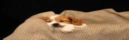 Cavapoo dogs for sale: cavapoo puppies for Sale X3 Girls  in Lincoln - Advert 7