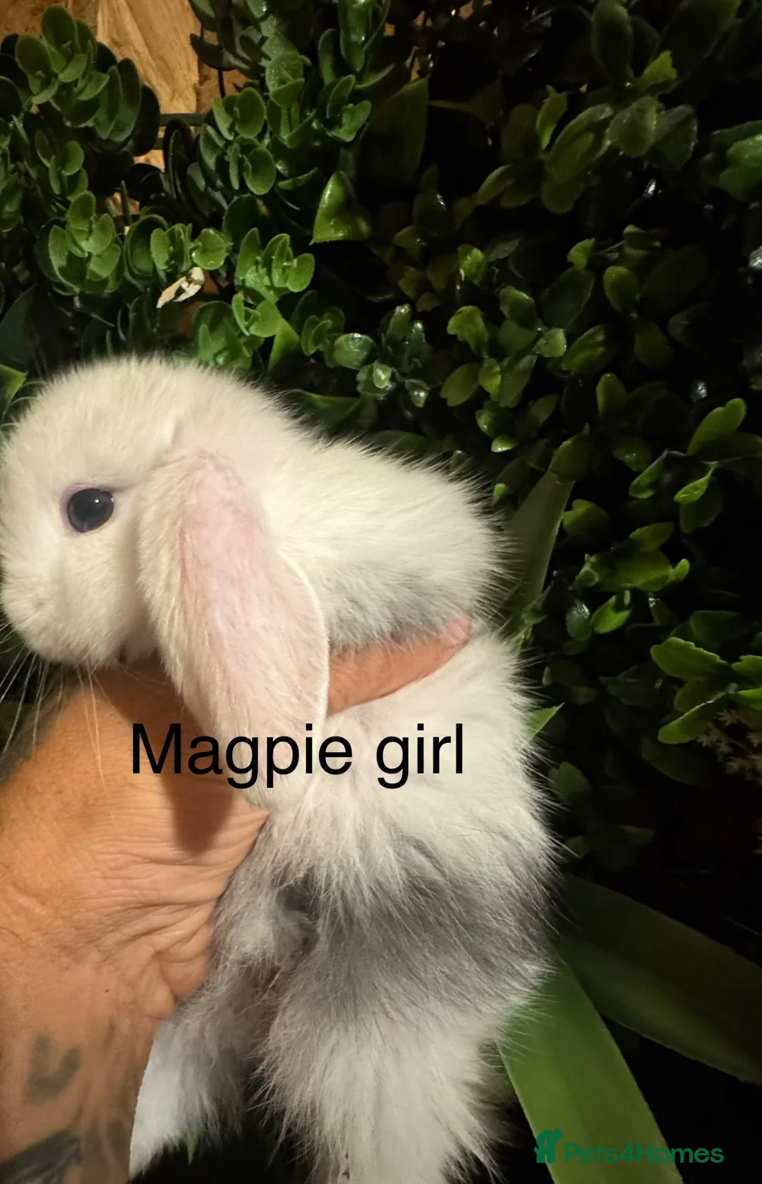 Mini Lop rabbits for sale: Pure bred mini lops ready to preorder  - Advert 8