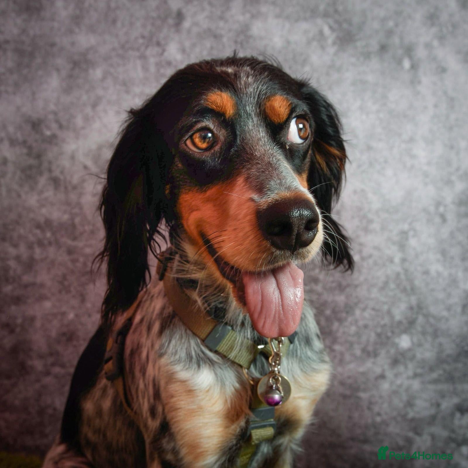 Mixed Breed dogs Pippa - Waiting for her Special Someone - Advert 1