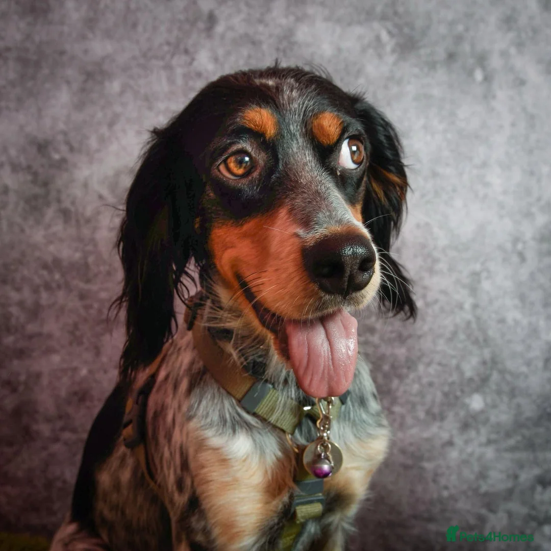 Mixed Breed dogs for adoption: Pippa - Waiting for her Special Someone in Cambridge - Advert 1