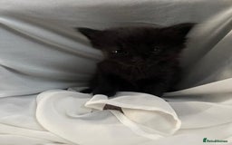 Siberian cats for sale: Beautiful Mixed Kittens-Siberian/Ragdoll/Longhair - Image 11