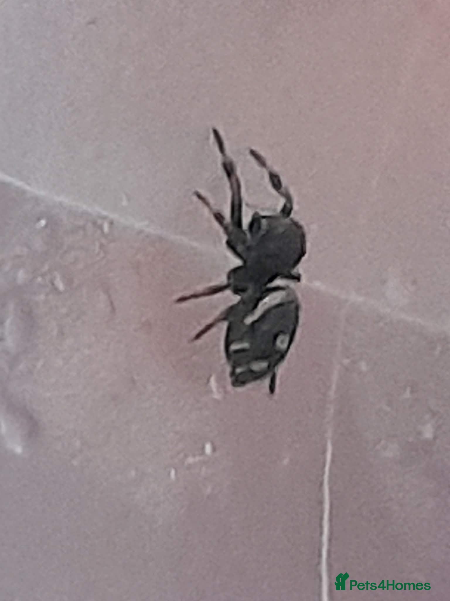 Spiders invertebrates Stunning Phiddipus Regius soroa i2/i3 - Advert 4