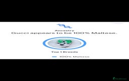 Maltese dogs for sale: Korean doll face puppies - Advert 8