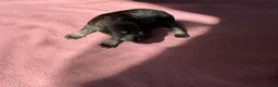 Miniature Schnauzer dogs for sale: KC Registered Miniature Schnauzer Puppies - Advert 5