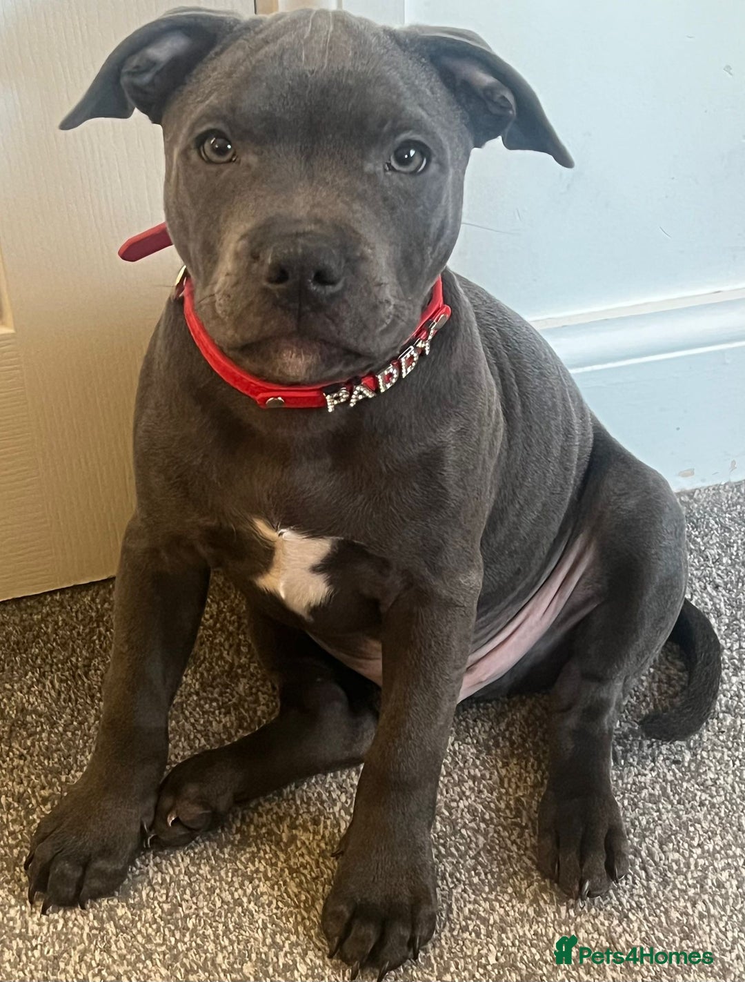 Staffordshire Bull Terrier dogs for sale: Kc Blue staffordshire bull terrier puppies - Image 22