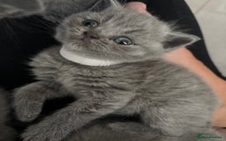 British Shorthair cats for sale: British short hair kittens  - Image 9