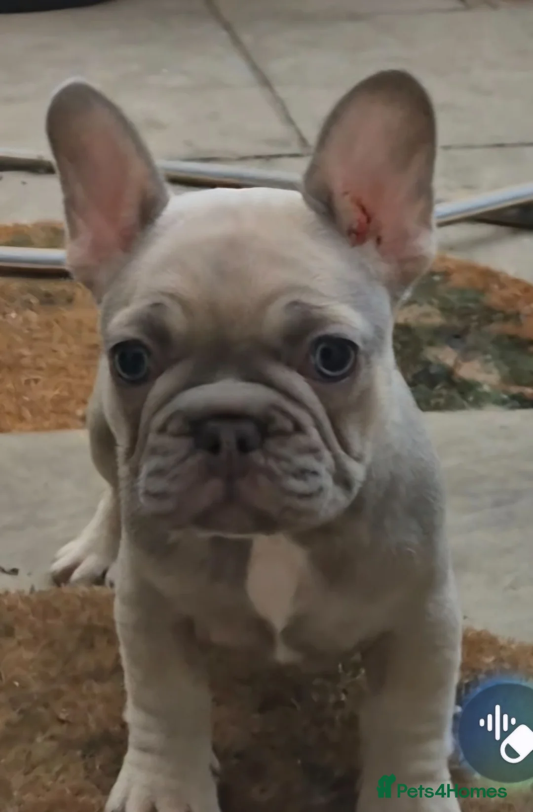 French Bulldog dogs for sale: French bulldog  - Advert 2