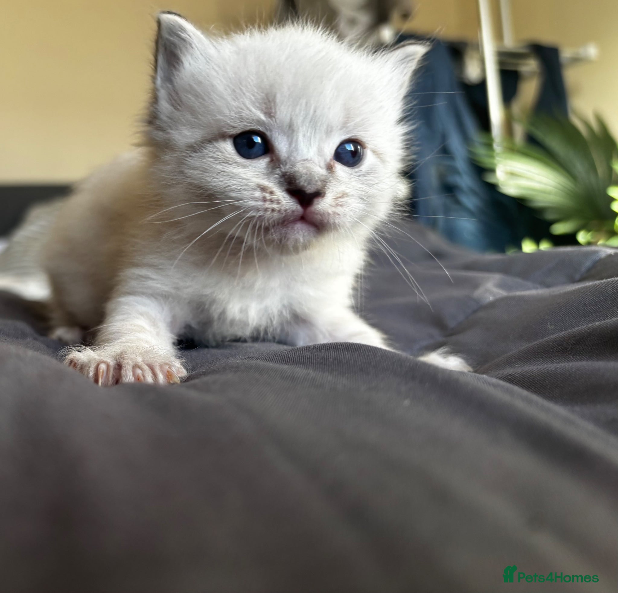 Ragdoll cats Gorgeous full ragdoll kittens  - Advert 5