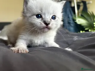 Ragdoll cats Gorgeous full ragdoll kittens - Advert 5