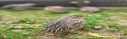 Quail poultry for sale: Coturnix quail  - Advert 4