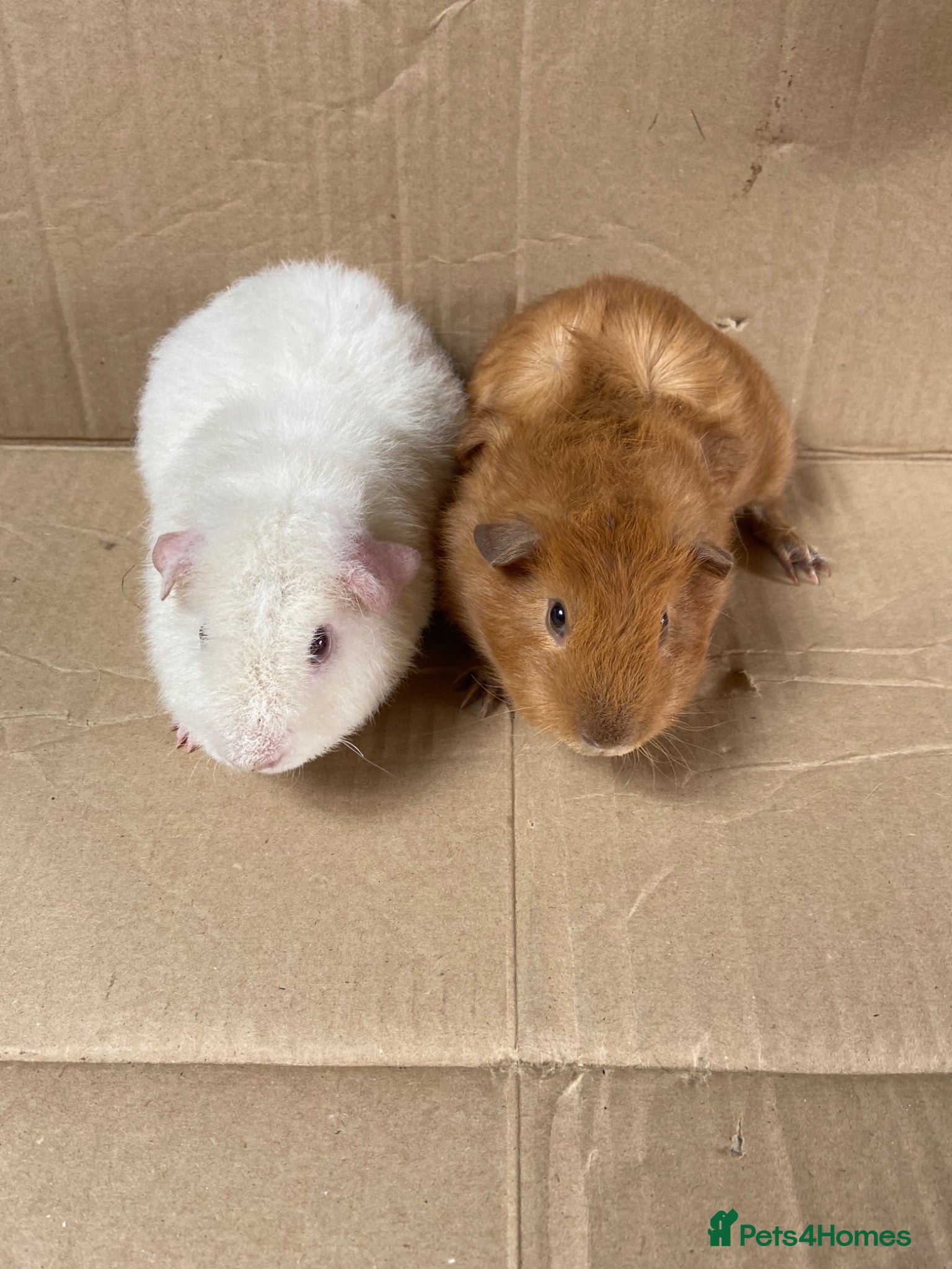 Guinea Pig rodents Male Guinea Pigs For Sale - Advert 1
