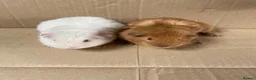 Guinea Pig rodents for sale: Male Guinea Pigs For Sale - Advert 1